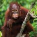 Baby Orangutan, borneo