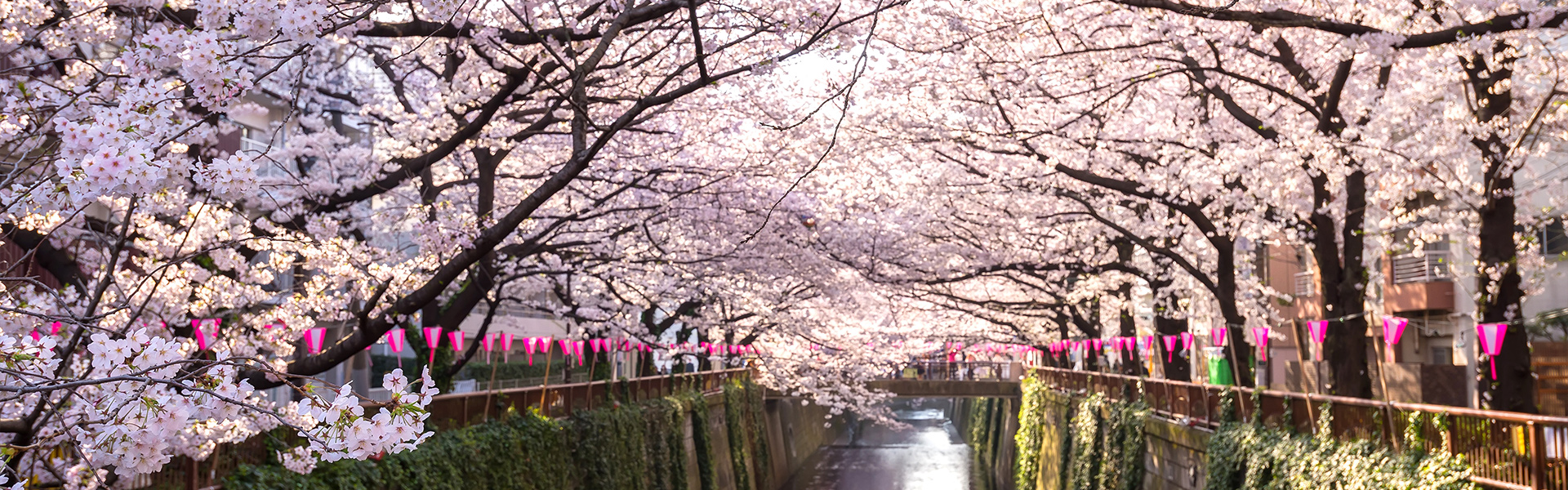 Japan Early Bird Specials | Wendy Wu Tours