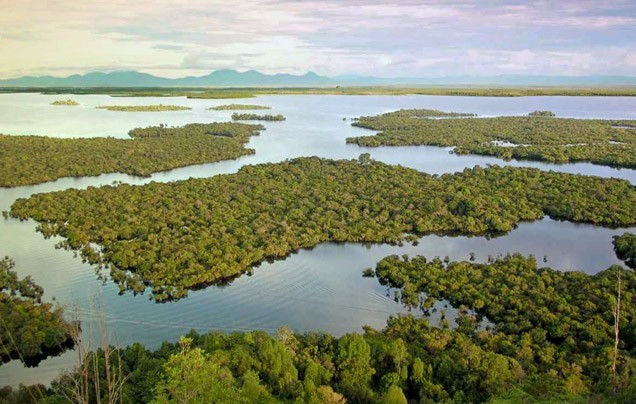 DAY 13: Kinabatangan river