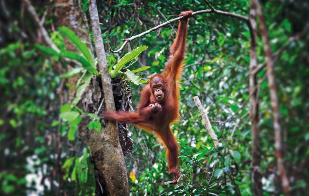 DAY 12: Sepilok Orangutan Centre