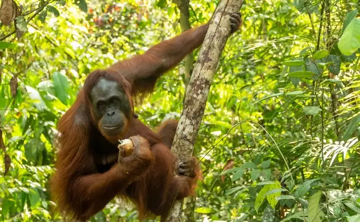 Semenggoh Nature Reserve