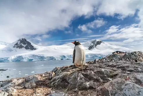 Antarctica & Latin Wonders
