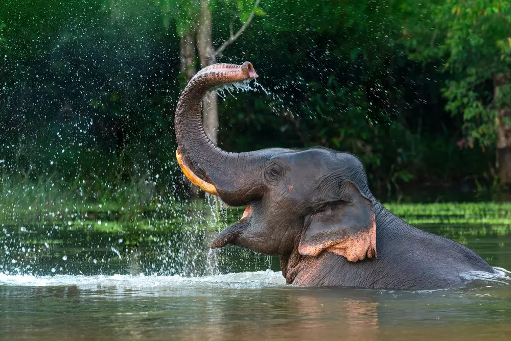 Day 9: Elephant Care Centre & Bamboo Rafting