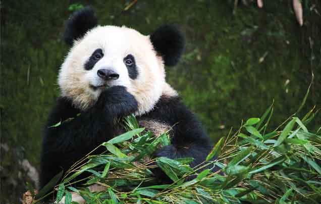 In Pursuit of Pandas | China Tour | Wendy Wu Tours