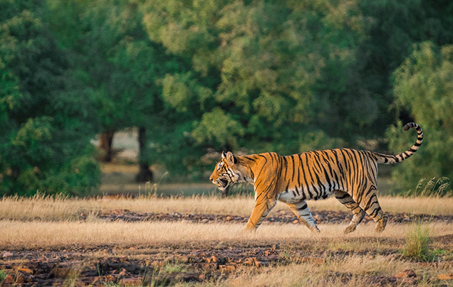 Days 8-9: Ranthambore